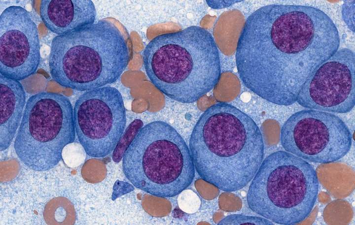 Photomicrographie de cellules mammifères avec cytoplasme bleu